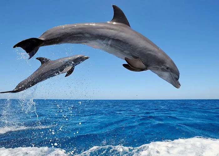 Апартаменти Paraiso Pool And Sea View - Tenesol